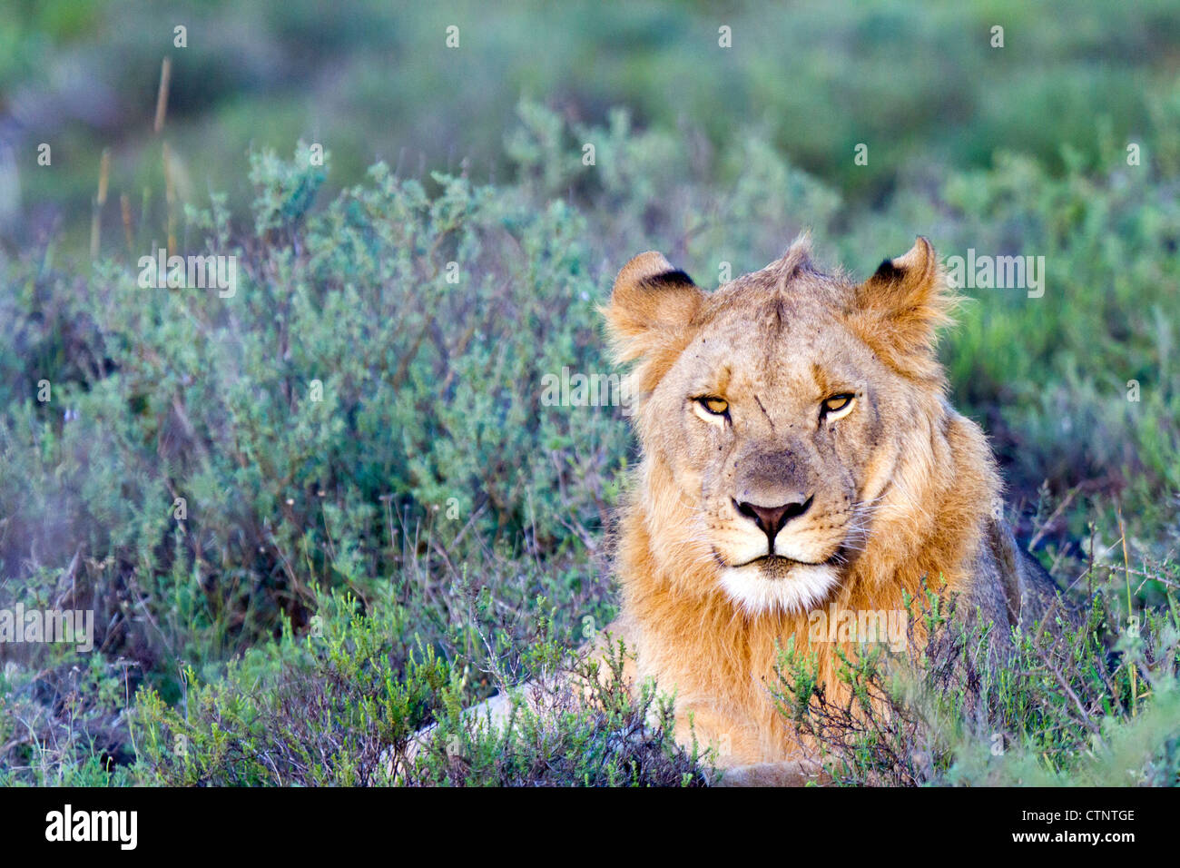 Young juvenile male lion hi-res stock photography and images - Alamy