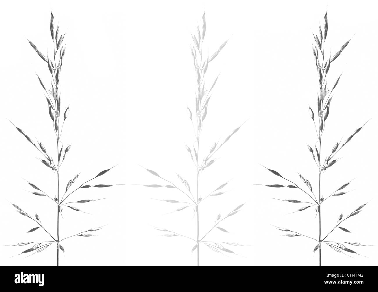Growing grasses Black and White Stock Photos & Images - Alamy