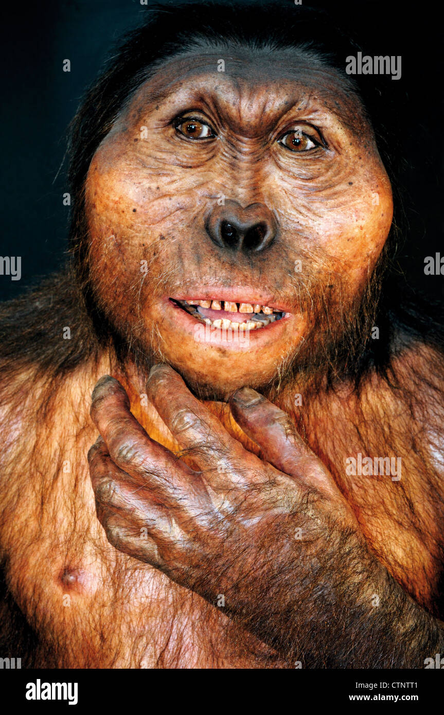 Spain, Burgos: Reproduction of a  Paranthropus boisei in the Museum of Human Evolution Stock Photo