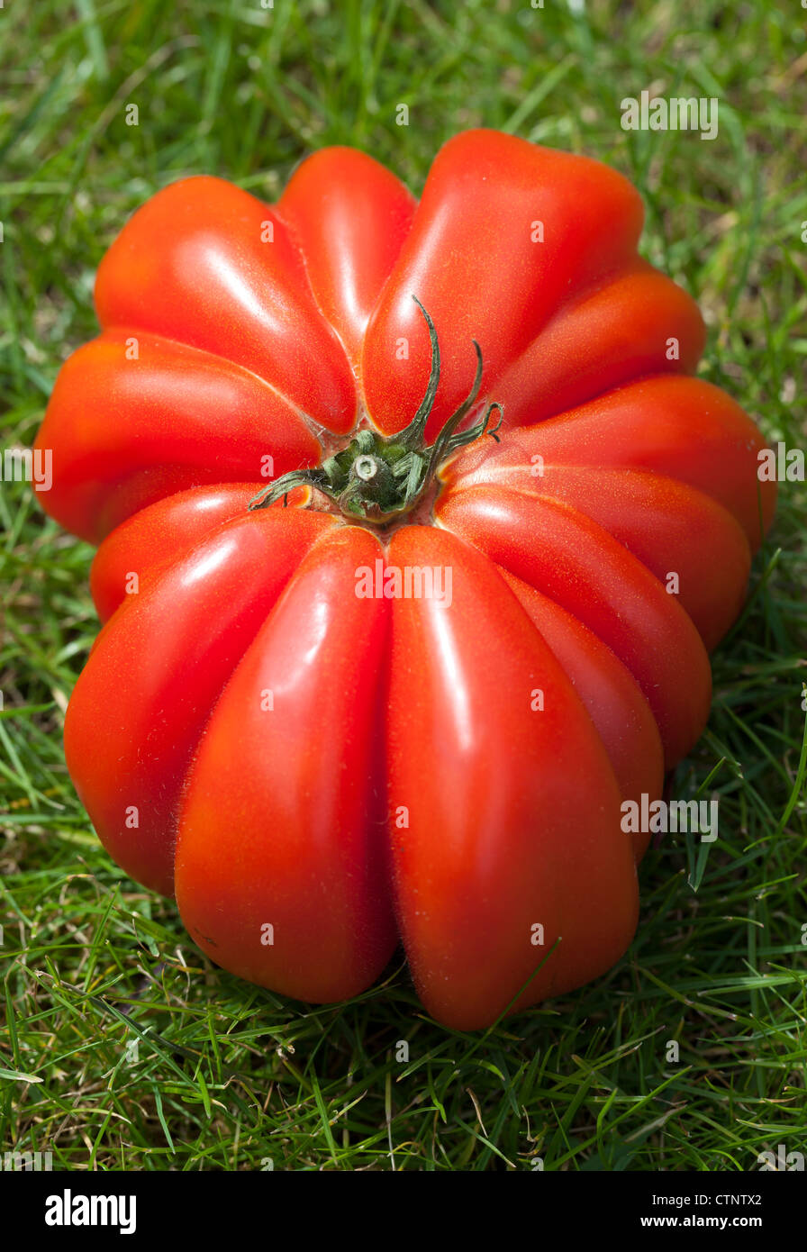 Giant Beef Tomato (Zapotec Pleated) Stock Photo