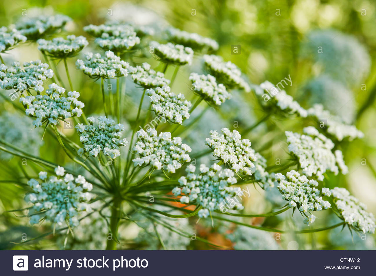 Flower Stock Photos & Flower Stock Images Alamy