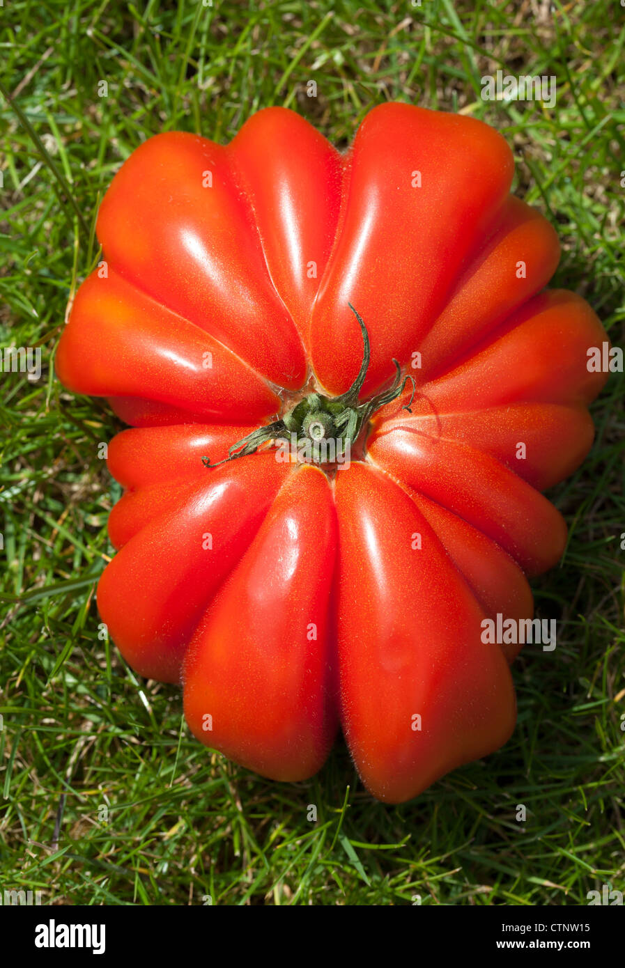 Giant Beef Tomato (Zapotec Pleated) Stock Photo