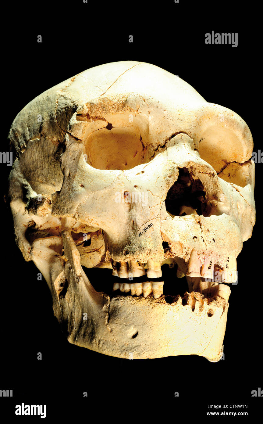 Spain, Burgos: Most complete cranium worldwide of a Homo heidelbergensis in the Museum of Human Evolution Stock Photo