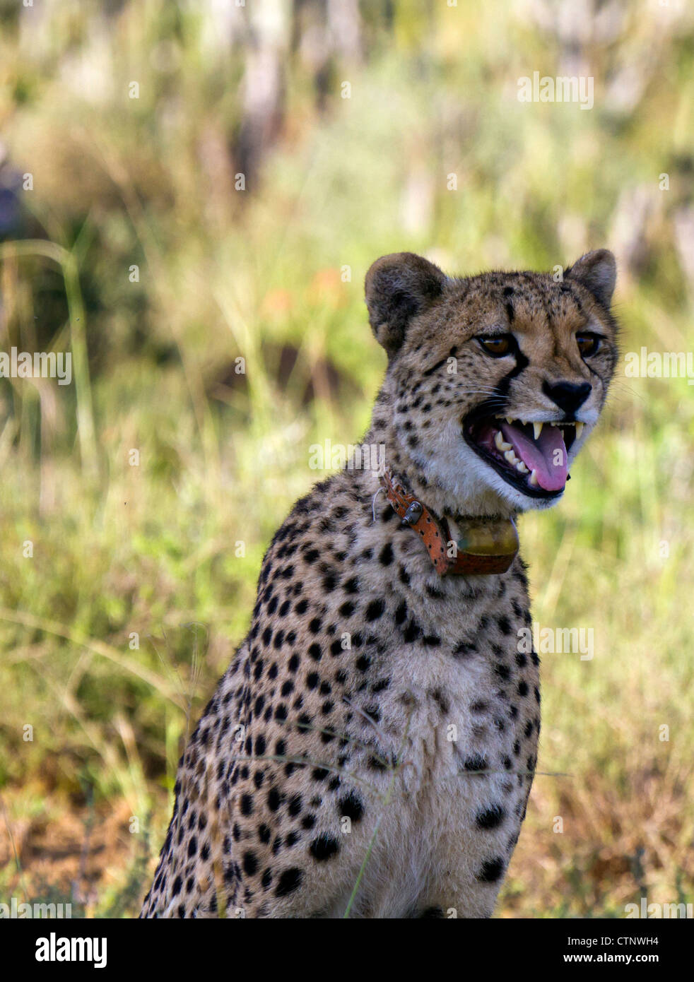 Female cheetah wearing tracking collar calling her cubs, Eastern Cape