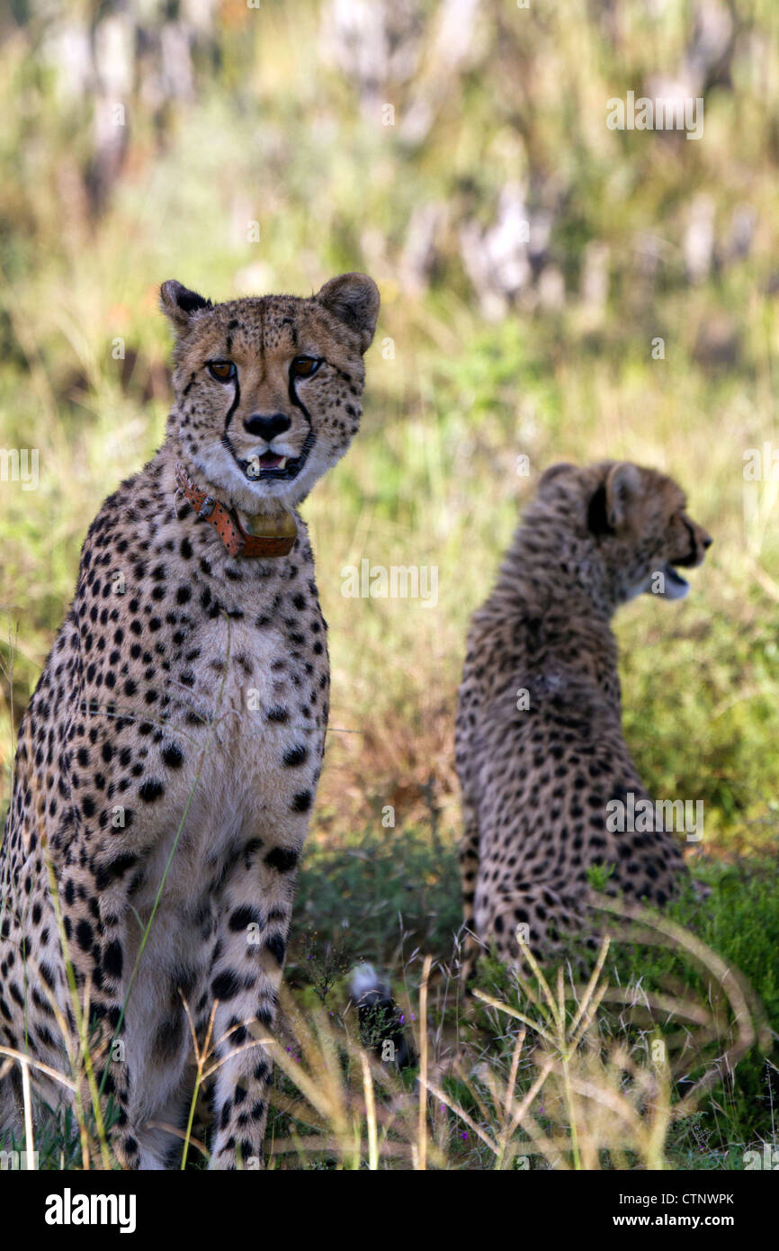 Female cheetah wearing tracking collar with cub, Eastern Cape, South Africa Stock Photo