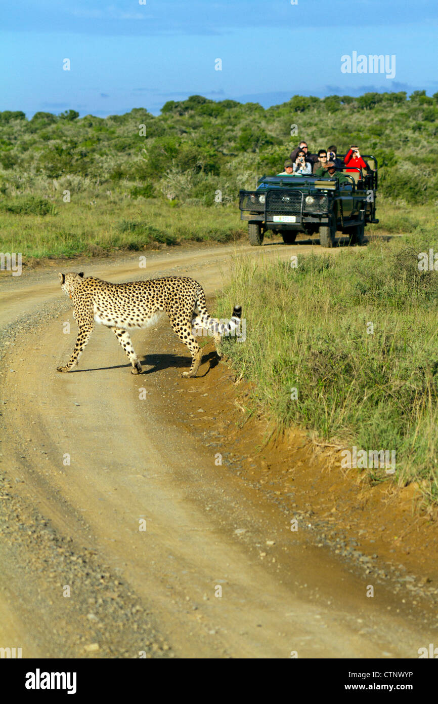 Female cheetah crossing dirt road in front of safari vehicle, Eastern Cape, South Africa Stock Photo