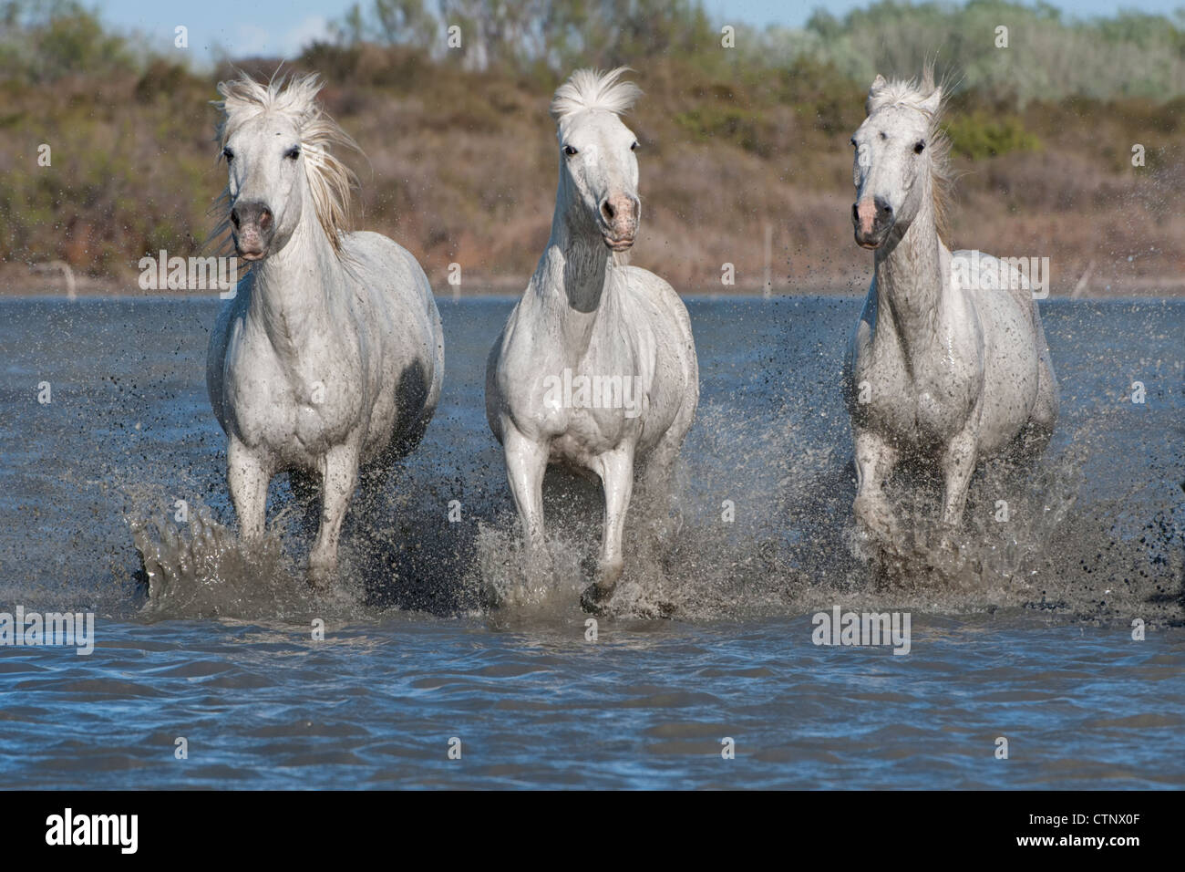 Camargue horses running in the water, Bouches du Rhône, France Stock Photo