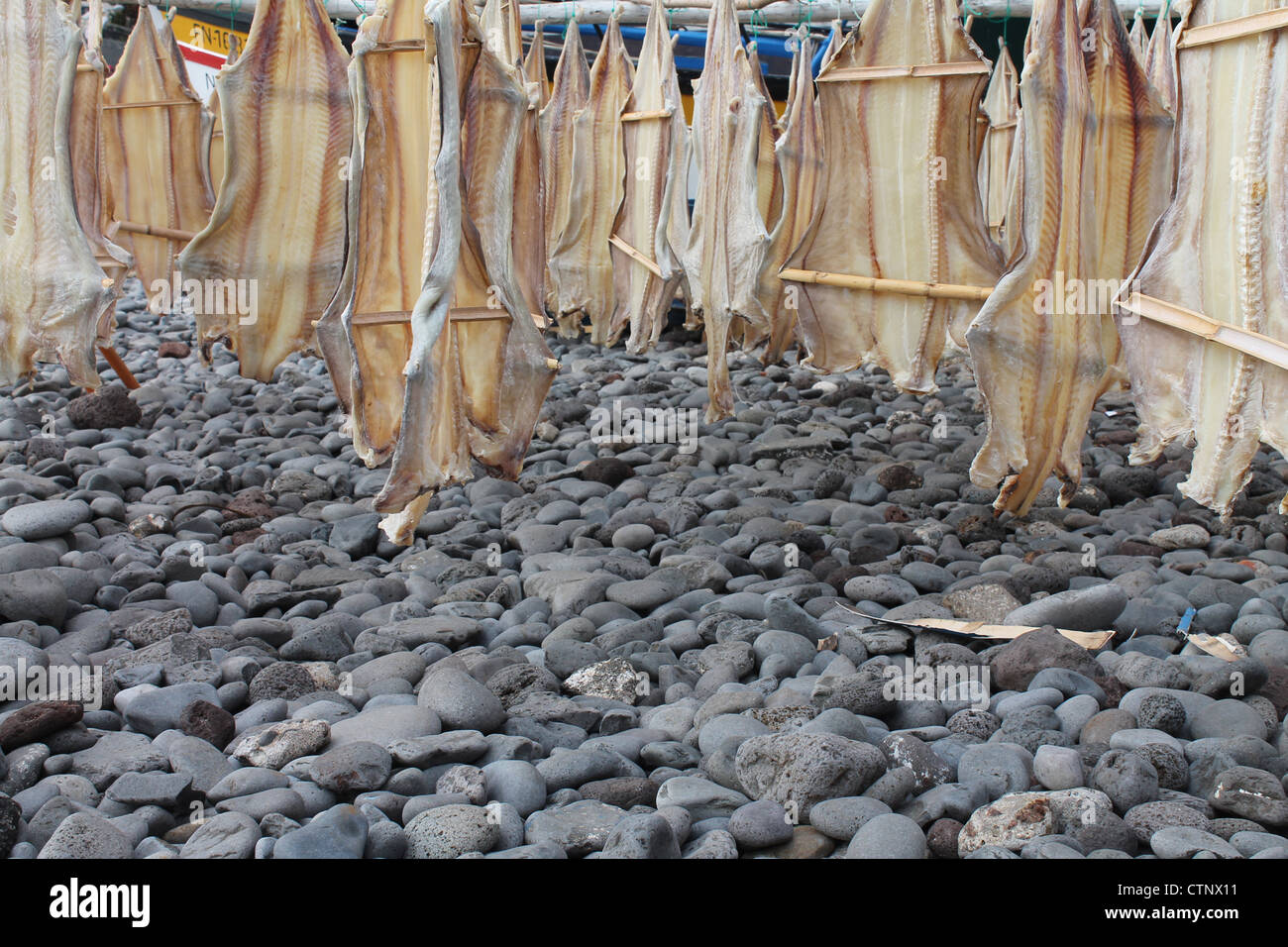 Hanging cod fish drying, Winston Churchill Bay, Madeira Stock Photo