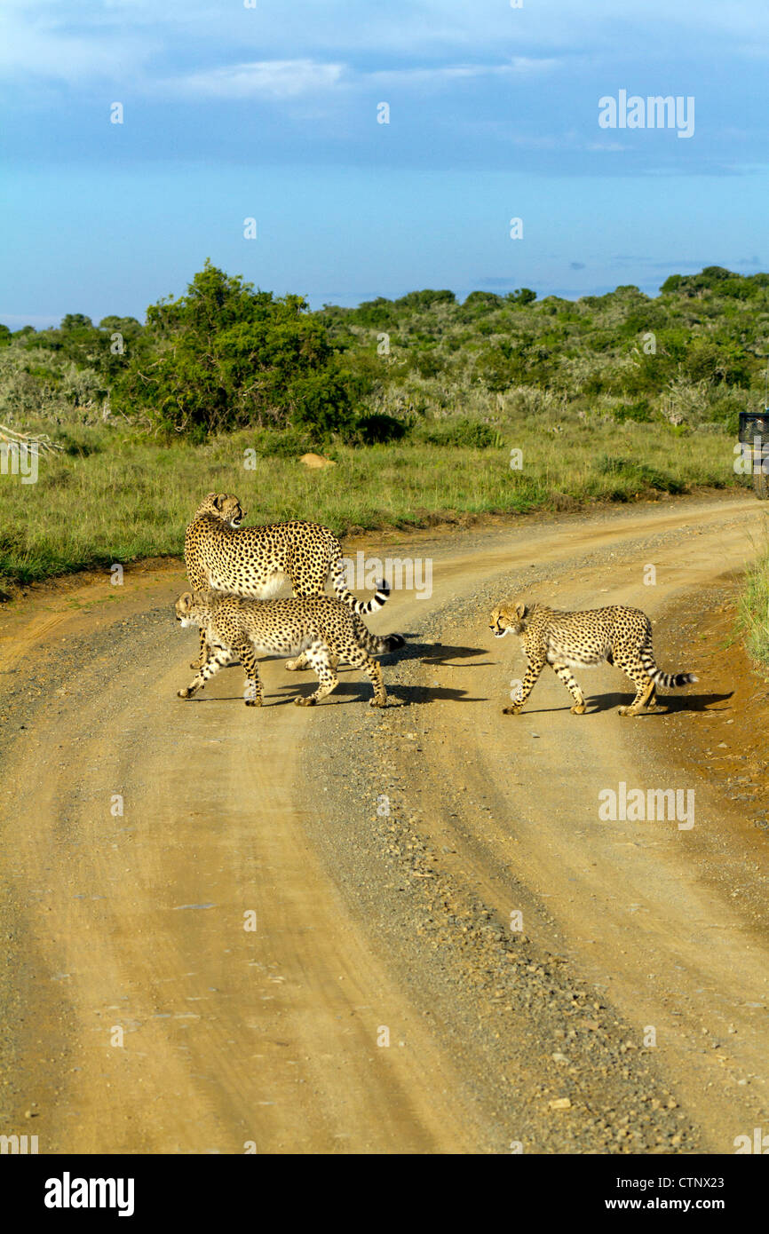 Female cheetah with two cubs crossing dirt road with safari vehicle in right hand side of frame, Eastern Cape, South Africa Stock Photo