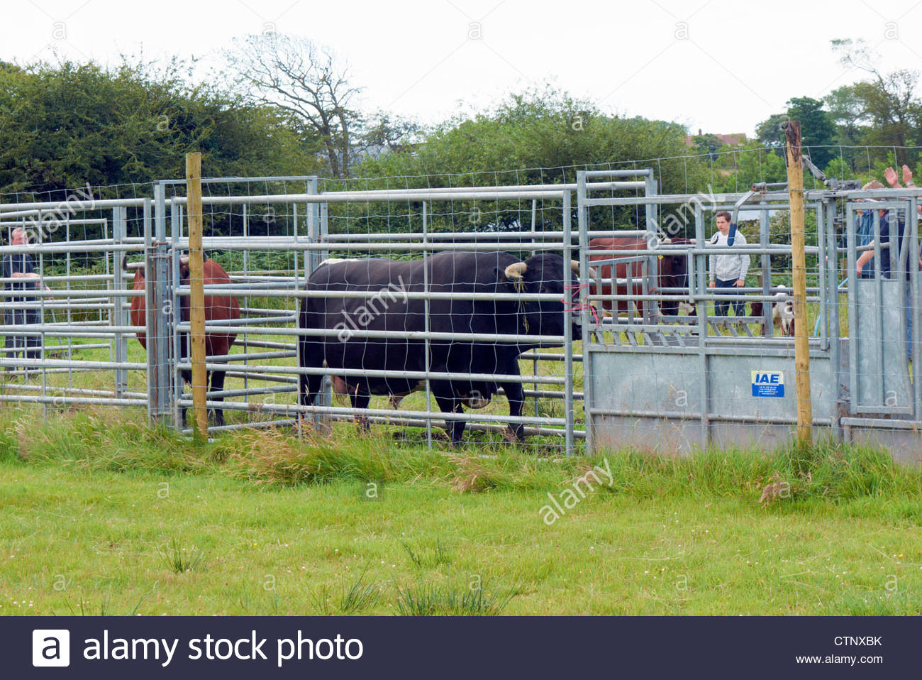 Cattle Crush High Resolution Stock Photography and Images Alamy