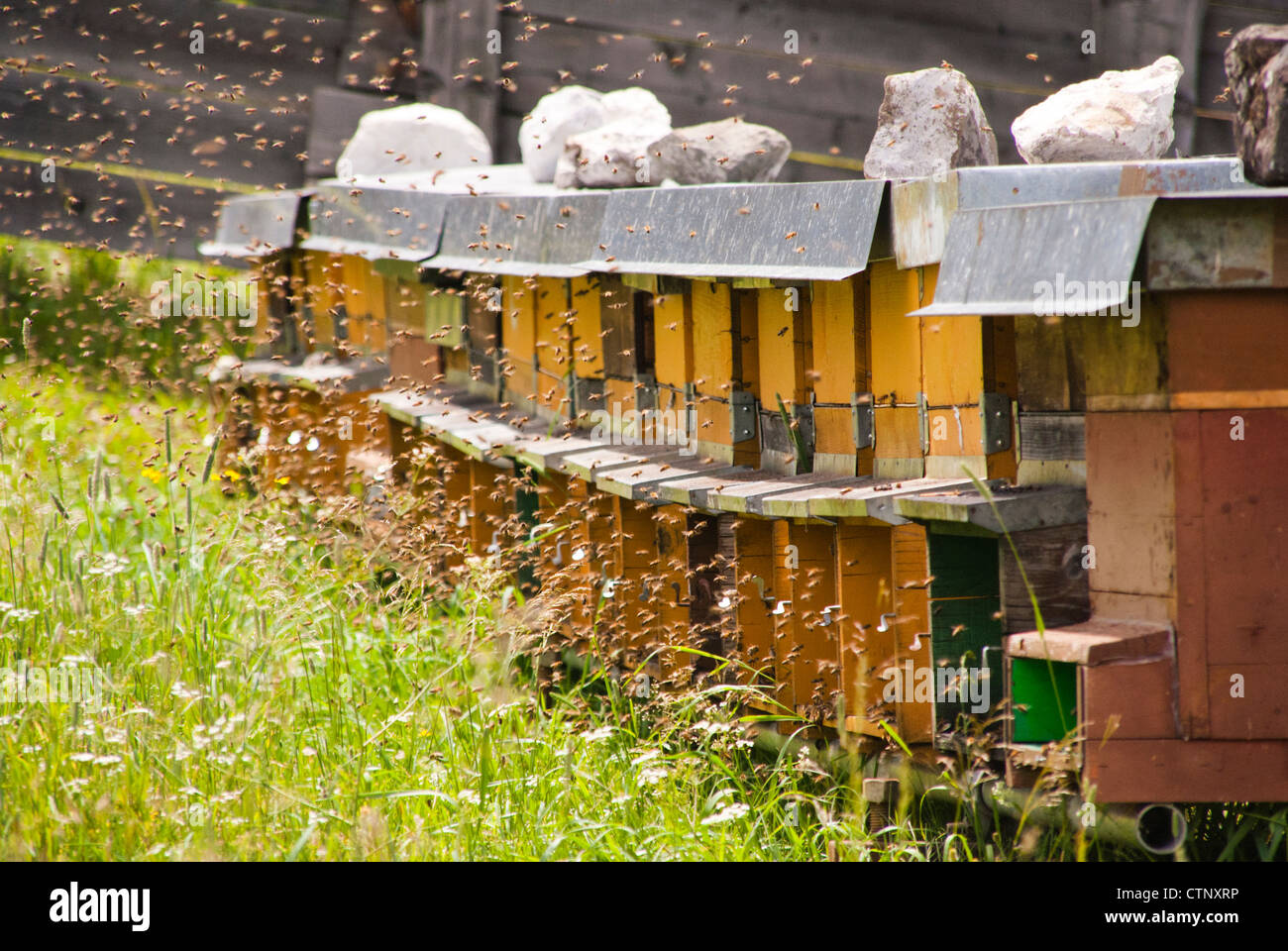 Bees swarm around Beehives Stock Photo - Alamy
