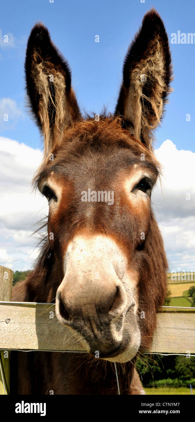A Donkey enjoys the Summer sunshine in the hills above Longtown in ...