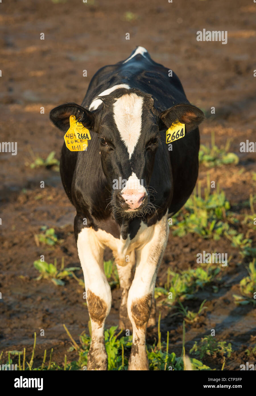 Cow tagged for identification Stock Photo Alamy
