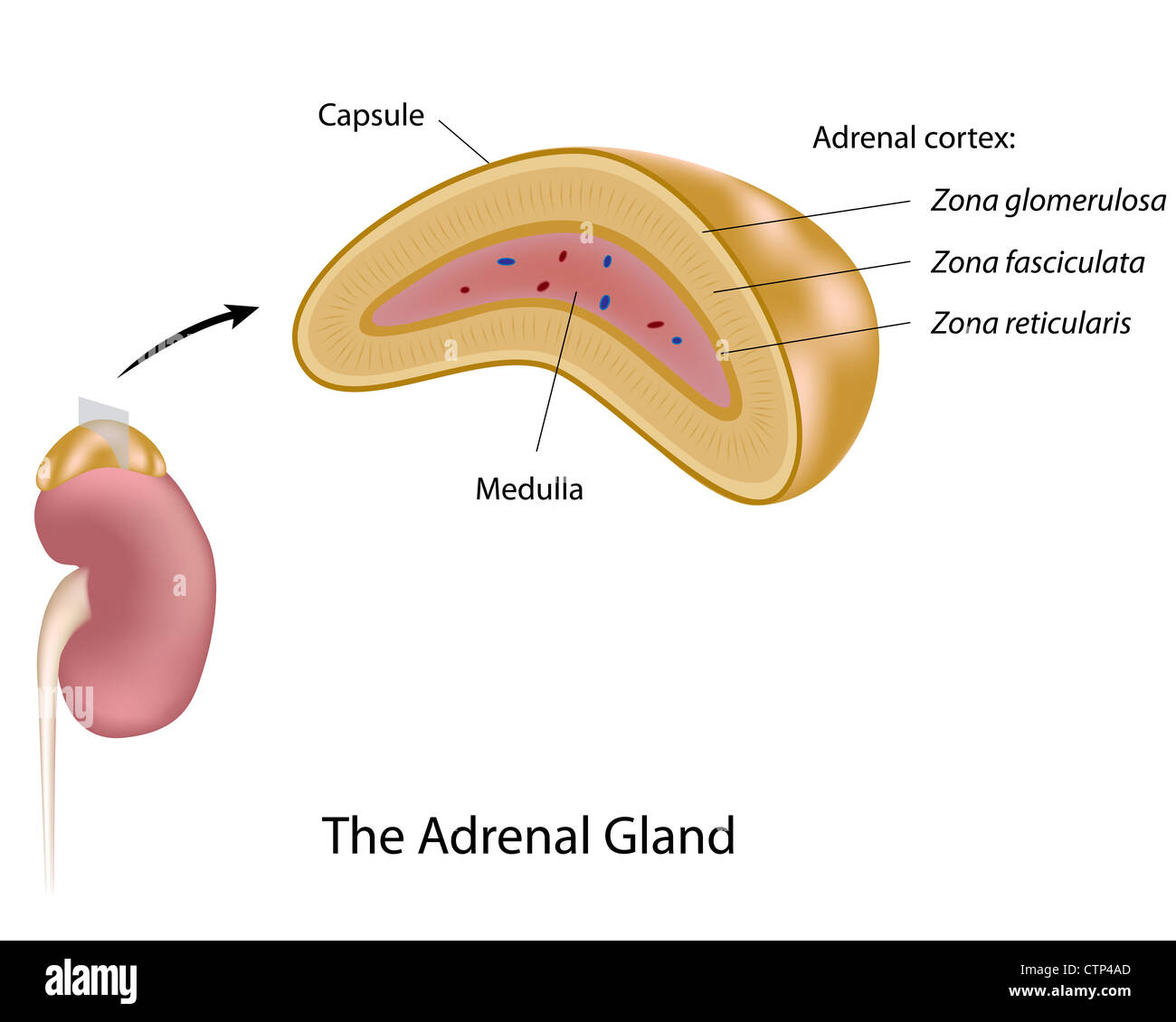 Adrenal Medulla Hormones