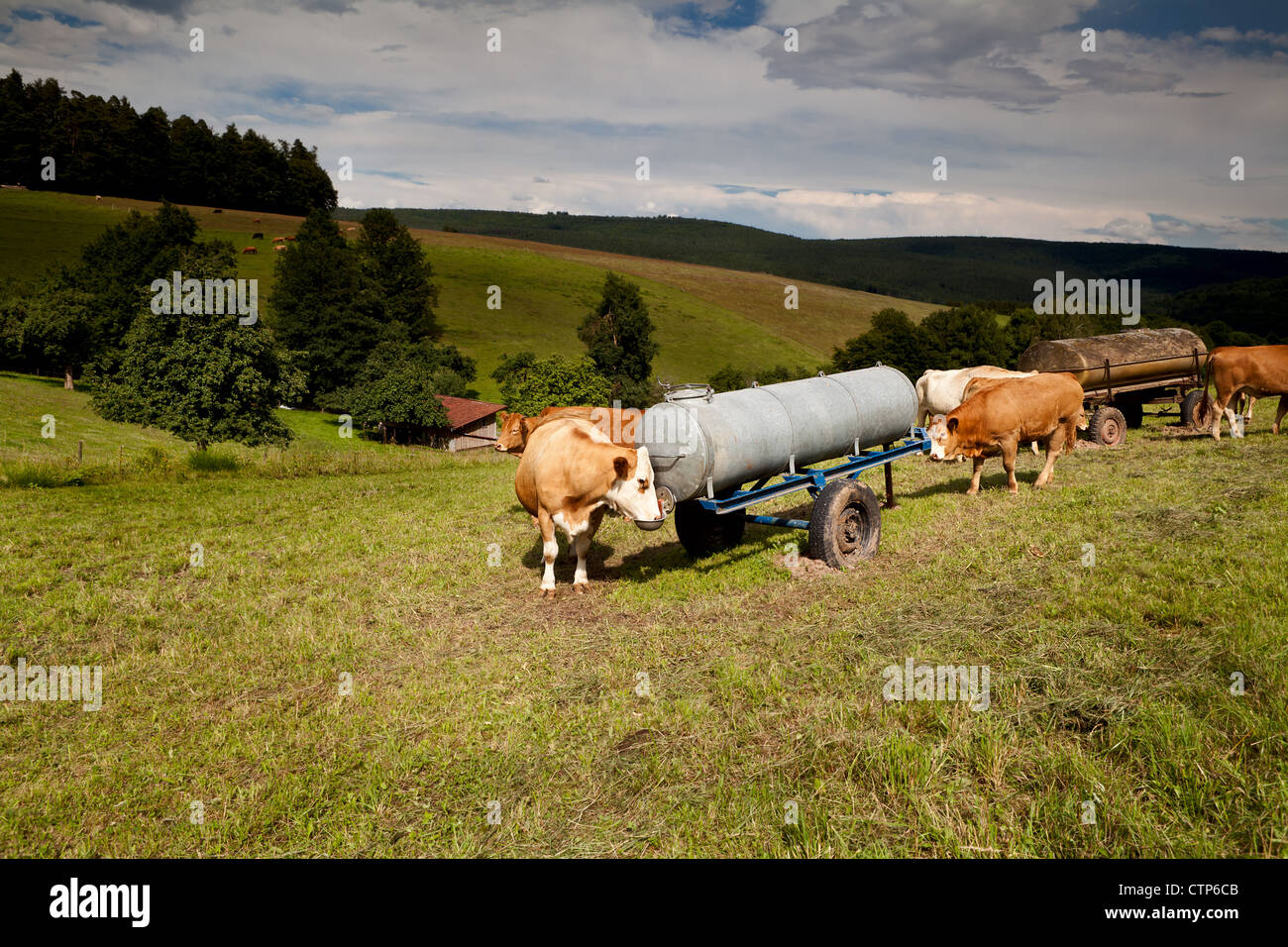 alpine brown cow drink water on pasture in mountains Stock Photo