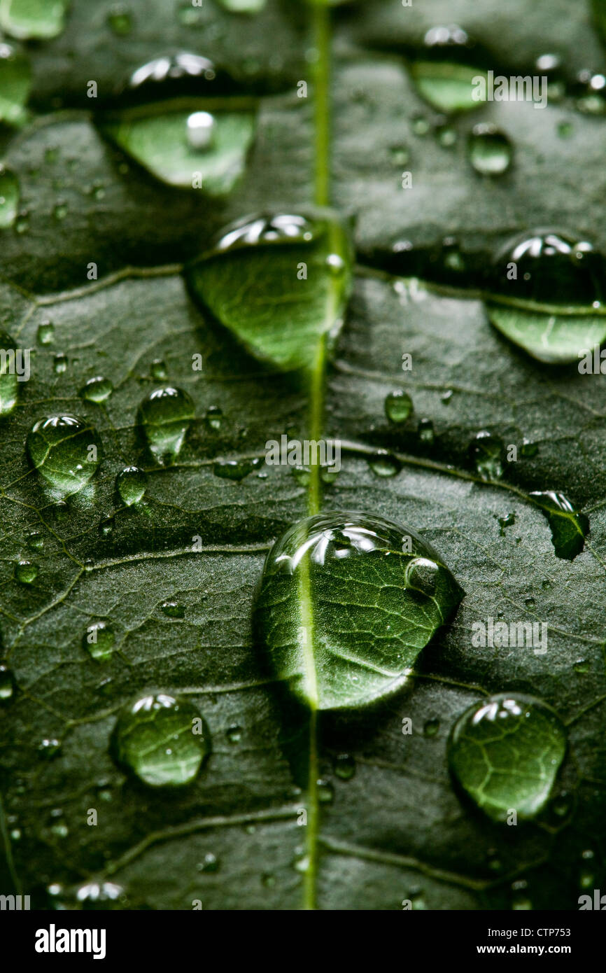 Beautiful water drops on a leaf close-up Stock Photo - Alamy