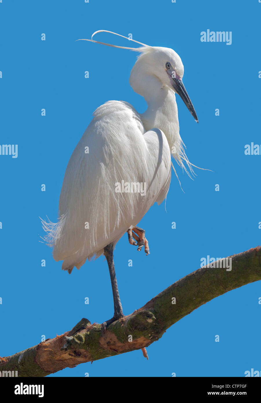 Little Egret (egretta garzetta) Stock Photo