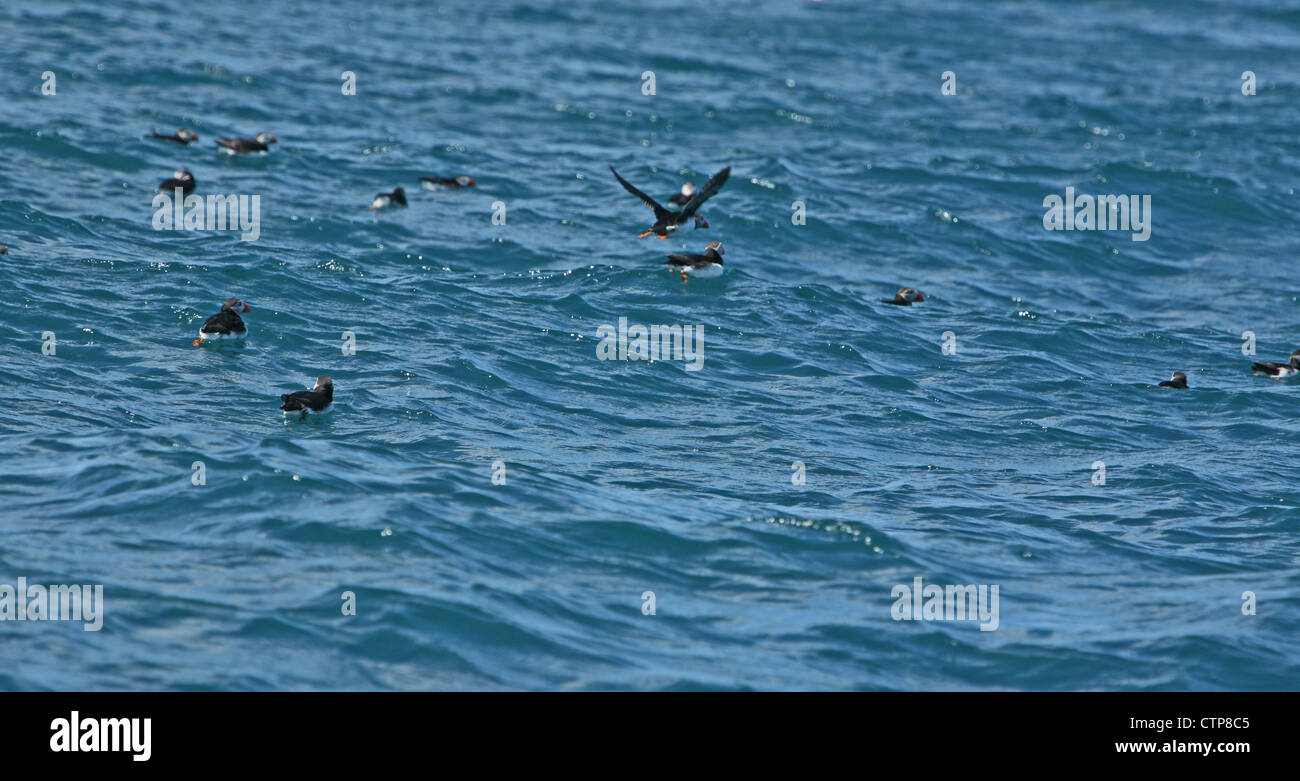 Puffins fishing for sand eels off Samson and the Norrard rocks opposite