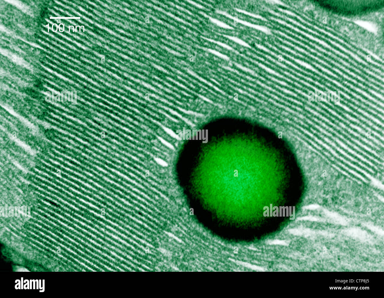 Transmission electron microscope image of a thin section cut from Begonia spp. leaf, showing a chloroplast Stock Photo
