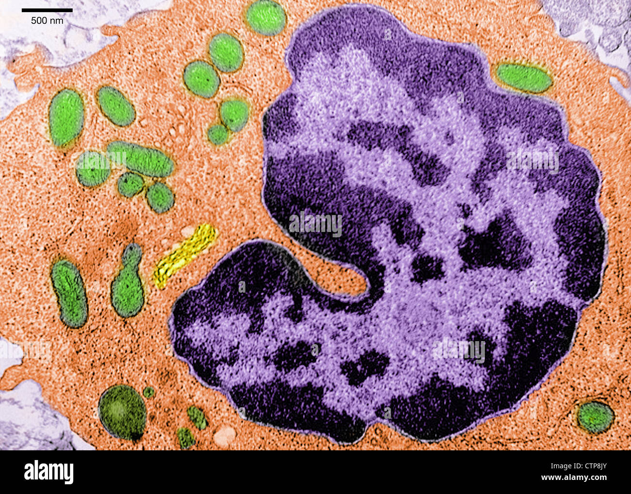 Transmission electron microscope image of mammalian lung tissue showing a macrophage in the alveolus. Stock Photo