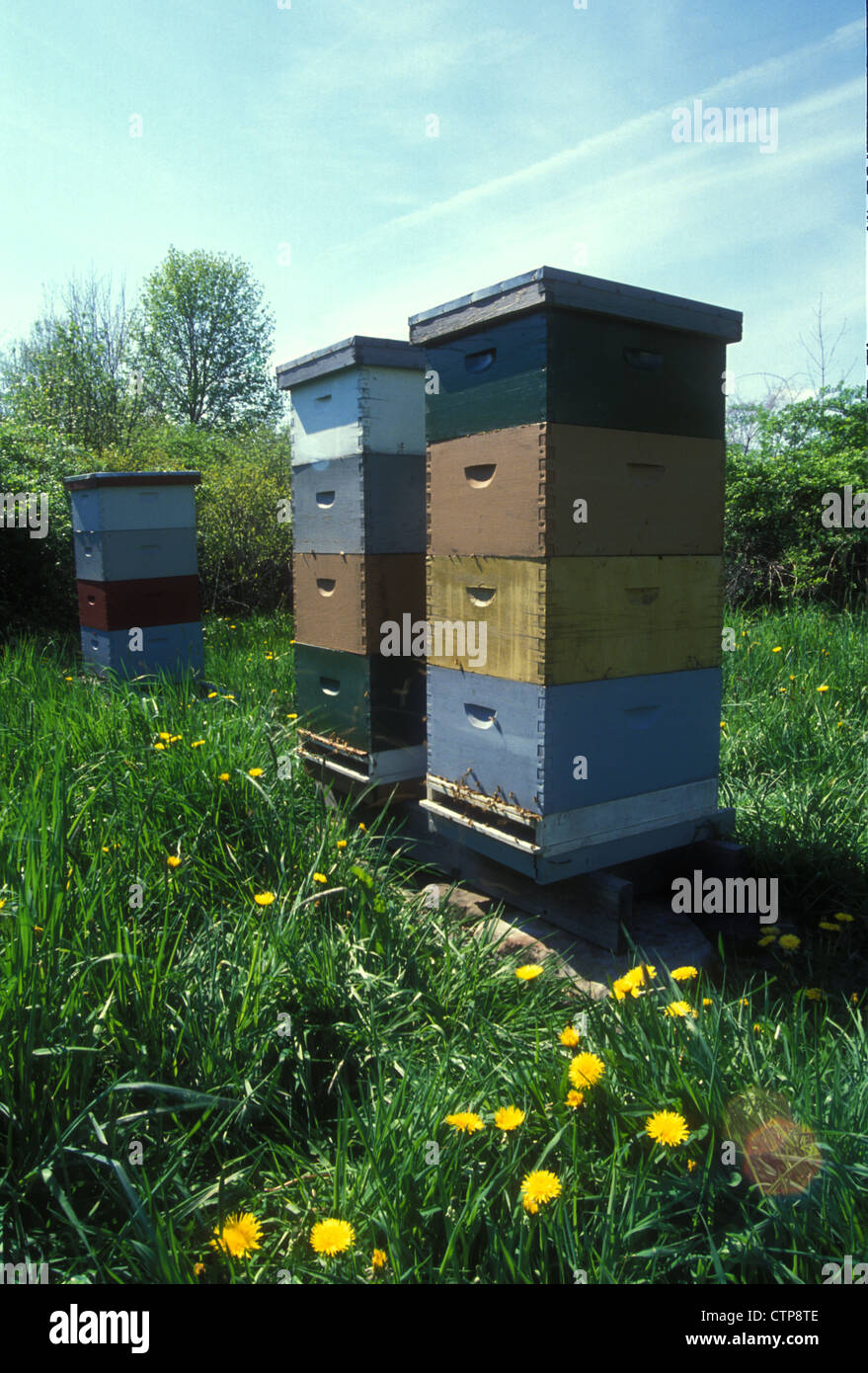 commercial honeybee colonies in a grassy field Stock Photo
