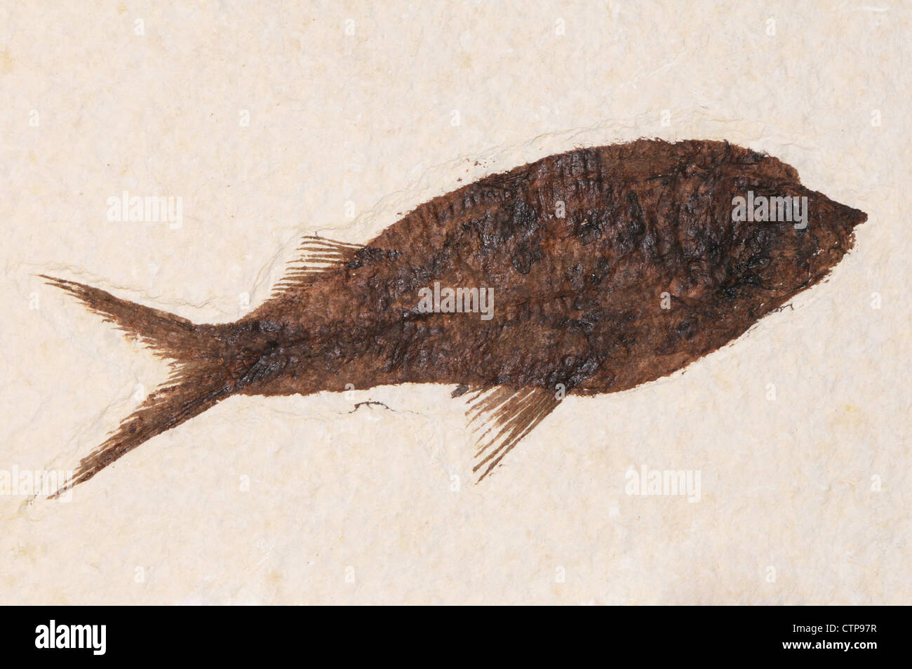 Knightia fish fossil Stock Photo