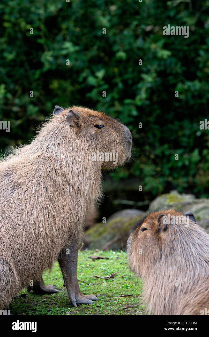Capybara (Hydrochoerus hydrochaeris) at Blackpool Zoo Stock Photo