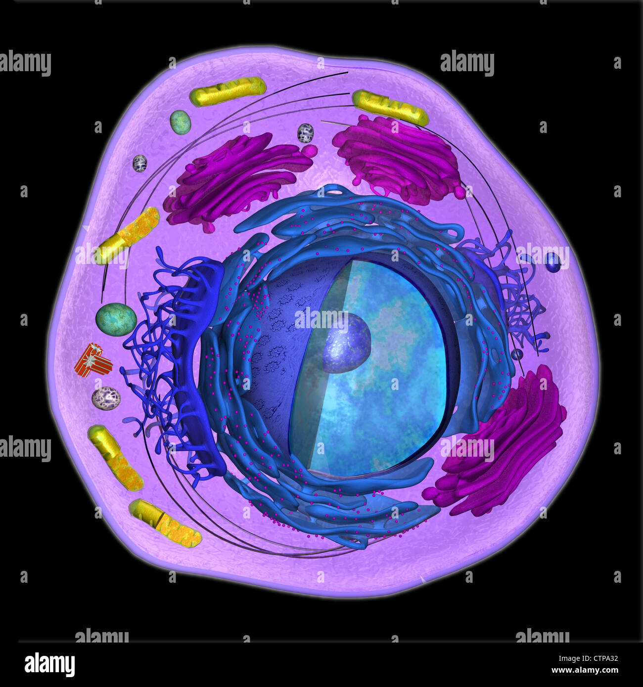 3D model of a eukaryotic cell Stock Photo