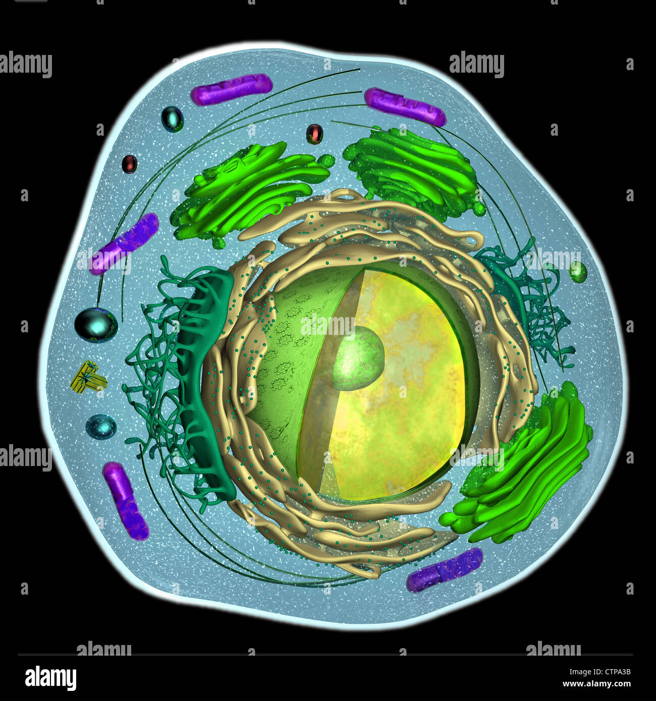3D model of a eukaryotic cell Stock Photo