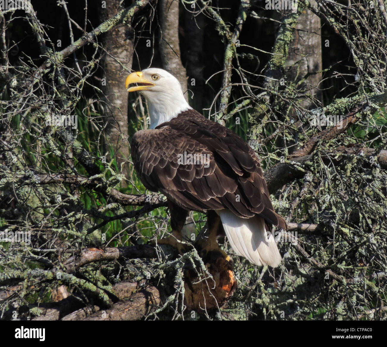 A mature Bald Eagle, frequently seen in the wilderness of the state of Minnesota Stock Photo Alamy