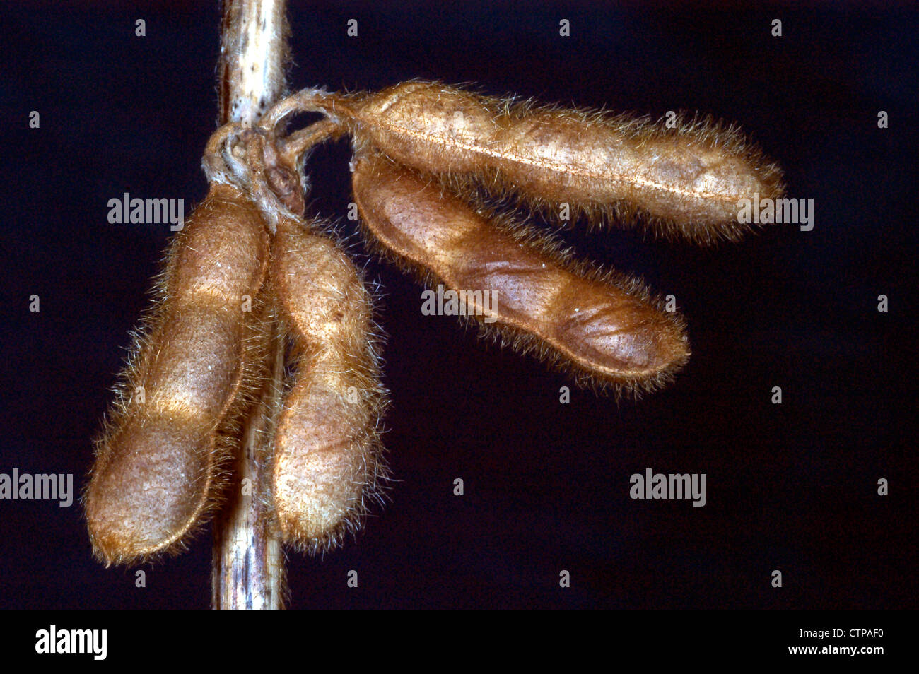 soybean pods Stock Photo