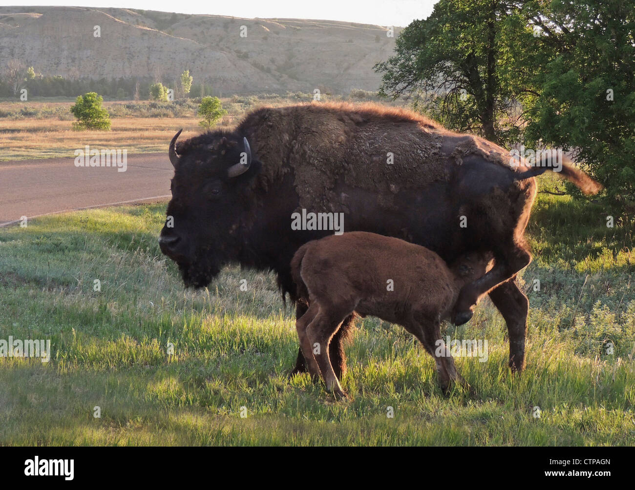 American Bison cow and calf, Theodore Roosevelt National Park North Dakota. Stock Photo