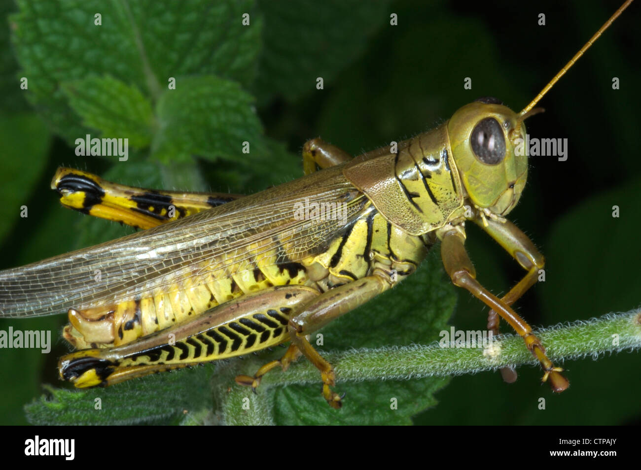Differential Melanoplus differentialis Stock Photo Alamy