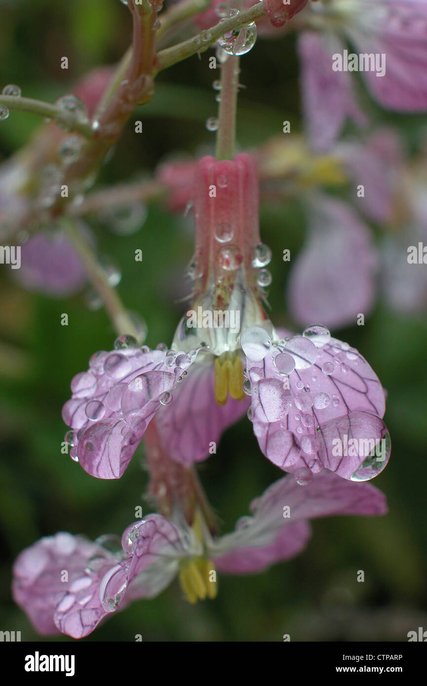 flower with water droplets Stock Photo