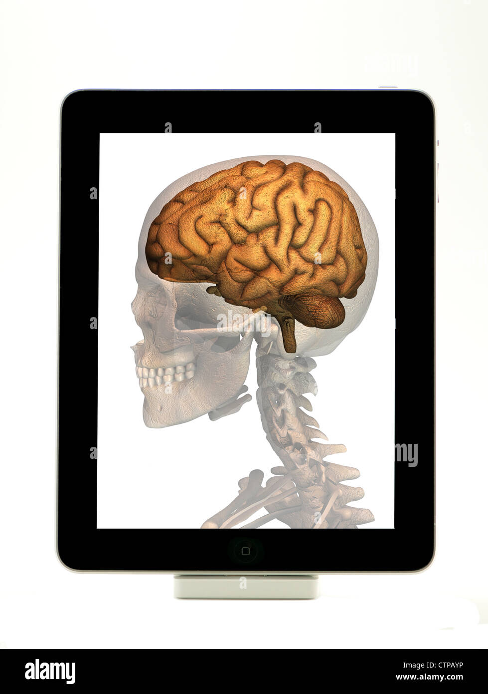 Tablet computer with an illustration of the human brain Stock Photo