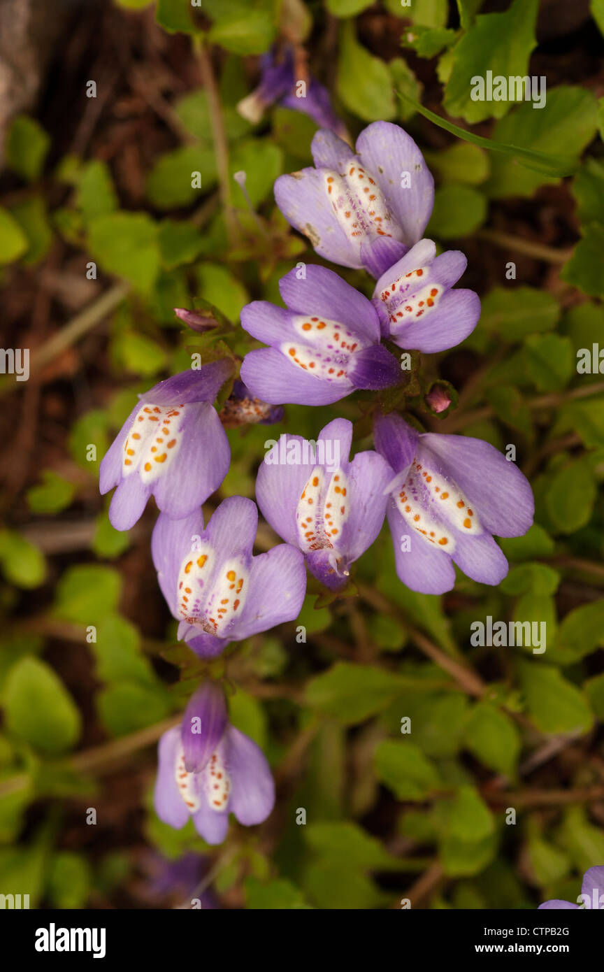close up of Mazus reptans flowers Stock Photo