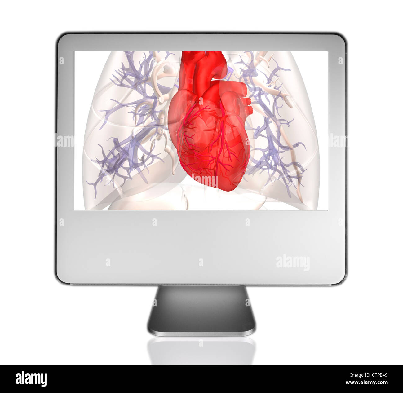 computer monitor showing the anatomy of the heart and lung Stock Photo