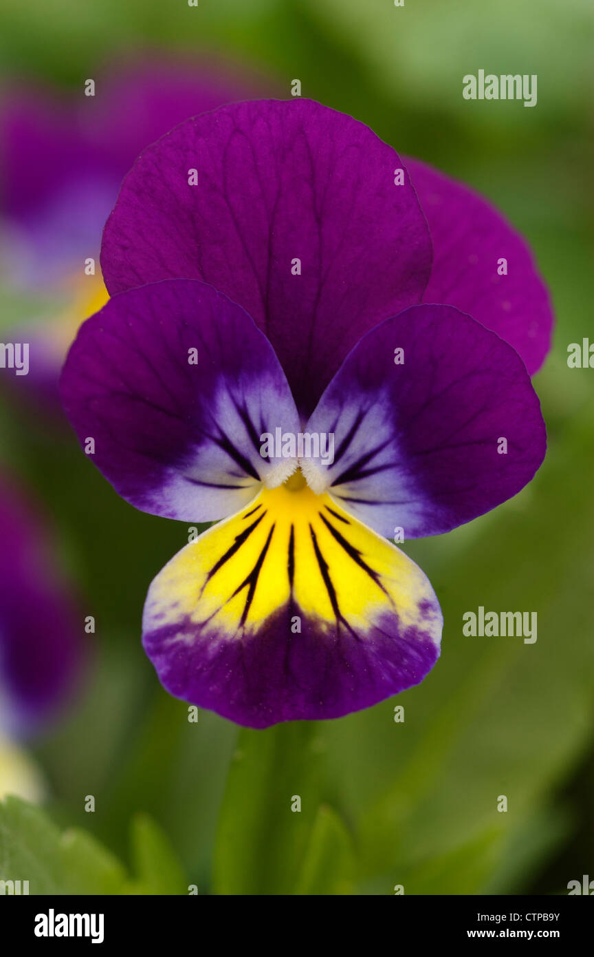 close up of a pansy flower Stock Photo