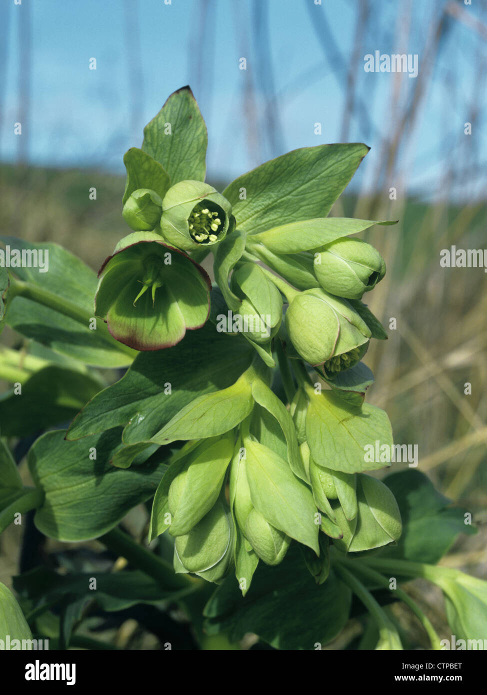 STINKING HELLEBORE Helleborus foetidus (Ranunculaceae) Stock Photo