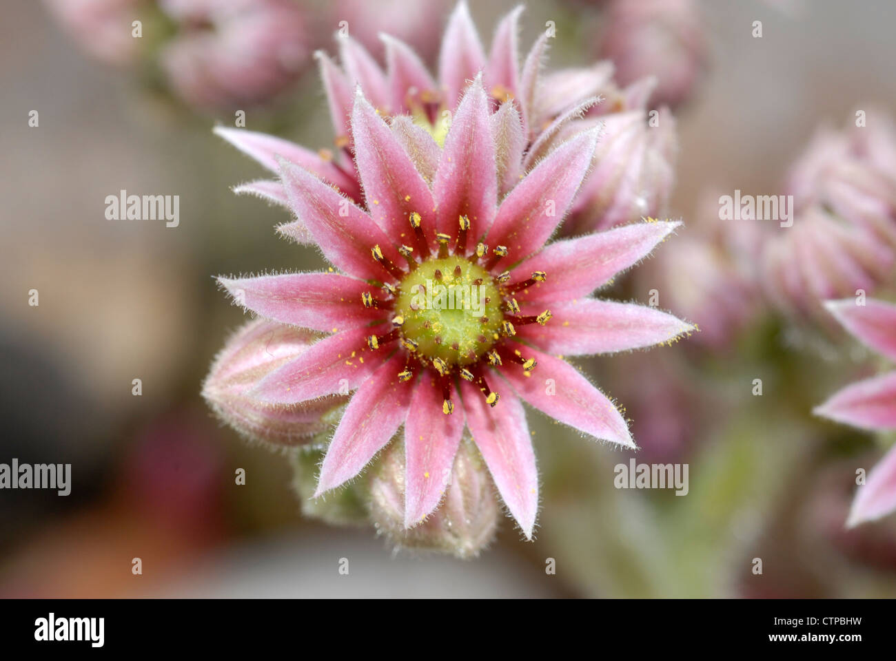 close up of pink sedum flowers Stock Photo
