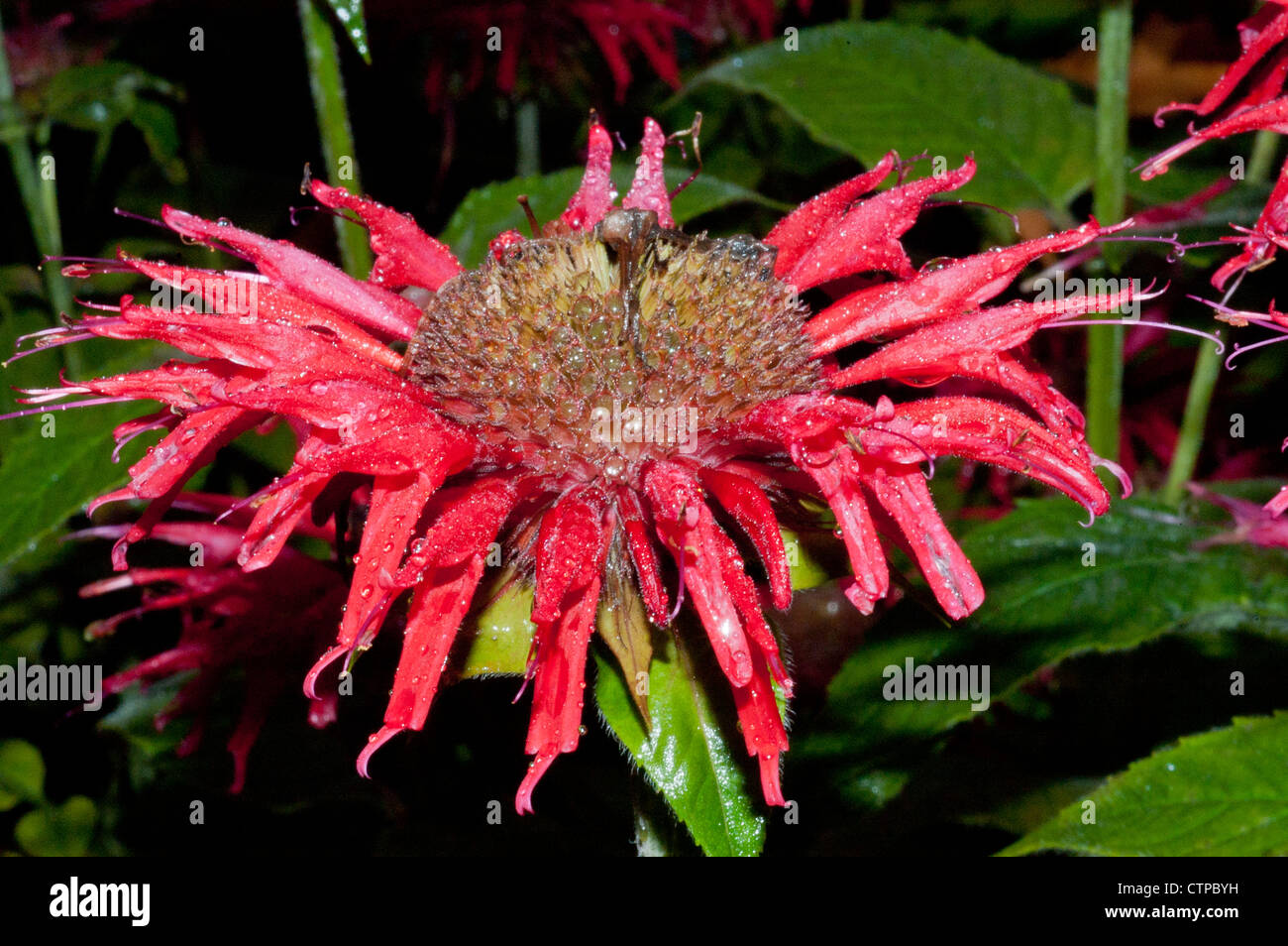 Beebalm flower, close up Stock Photo