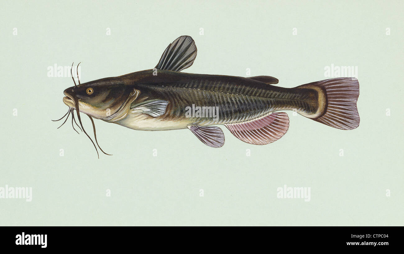 Amereiurus melas, Black Bullhead fish illustration Stock Photo