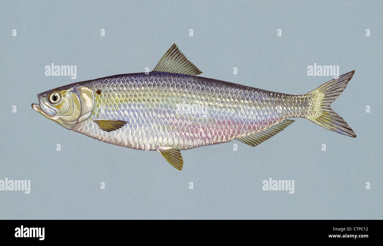 Blueback herring, Alosa aestivalis fish illustration Stock Photo