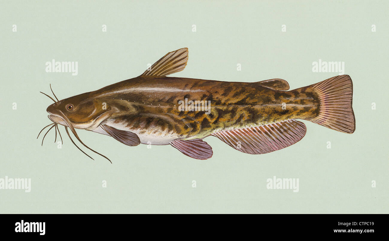 Ameiurus nebulosus, Brown Bullhead fish illustration Stock Photo