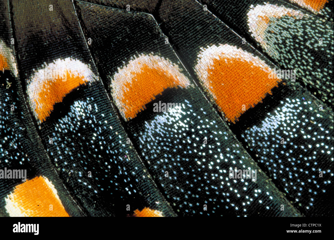 swallowtail butterfly wing scale pattern Stock Photo - Alamy