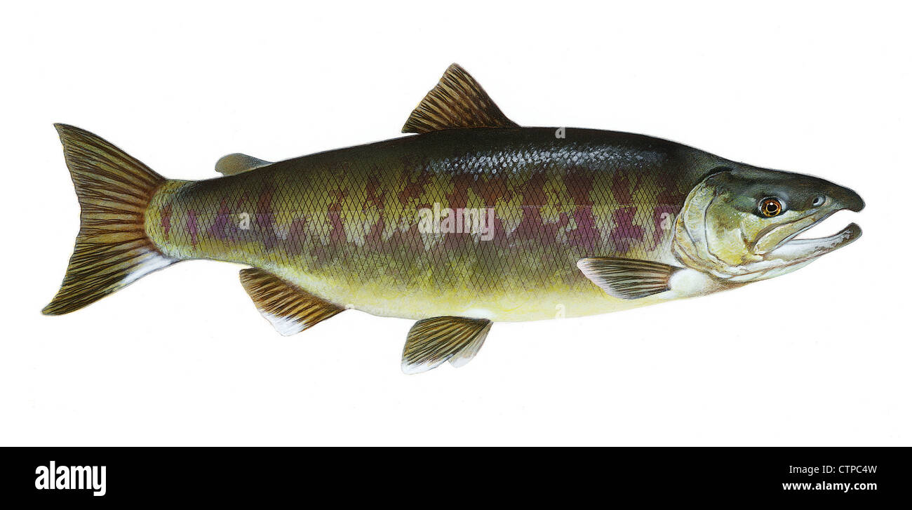 Fish chum hi-res stock photography and images - Alamy