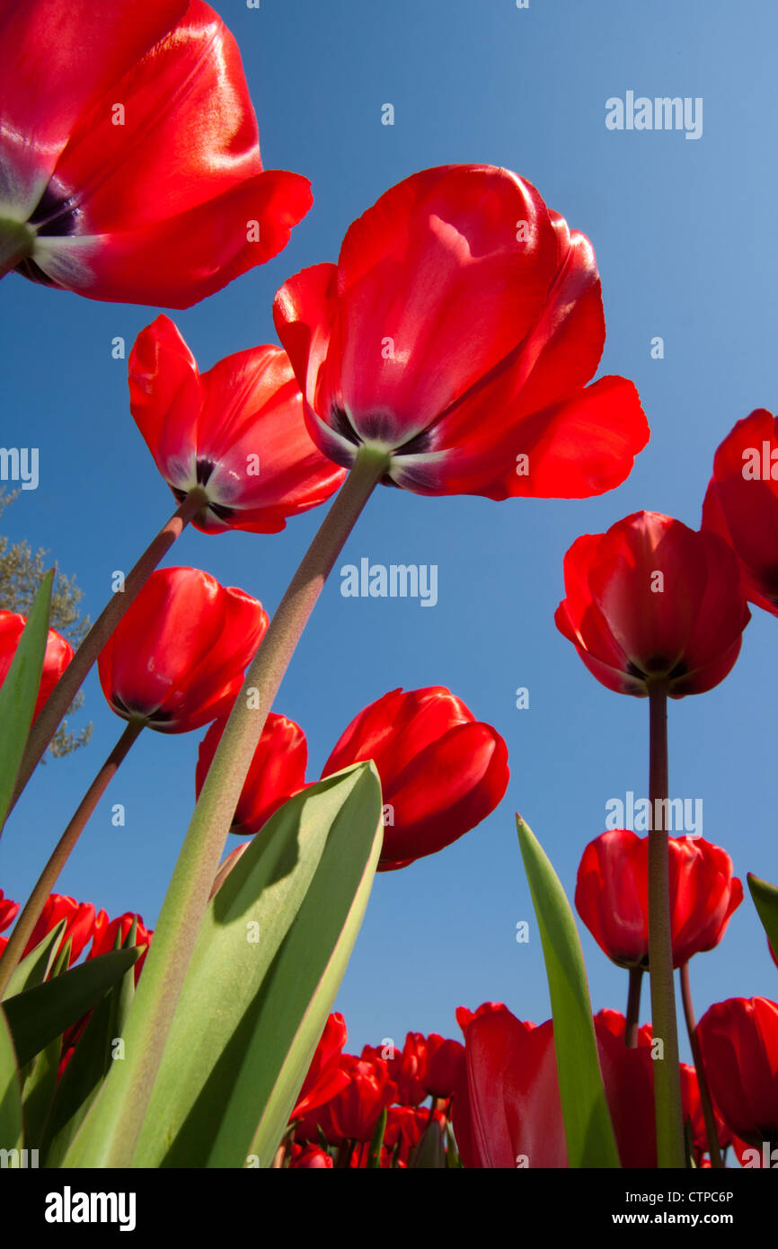 Red tulip field in Holland Stock Photo