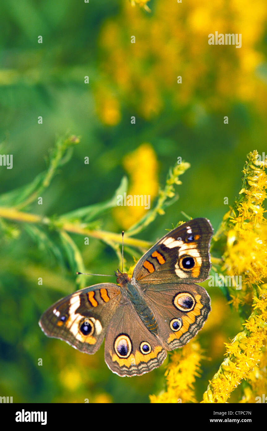 Buckeye butterfly on Missouri goldenrod Stock Photo