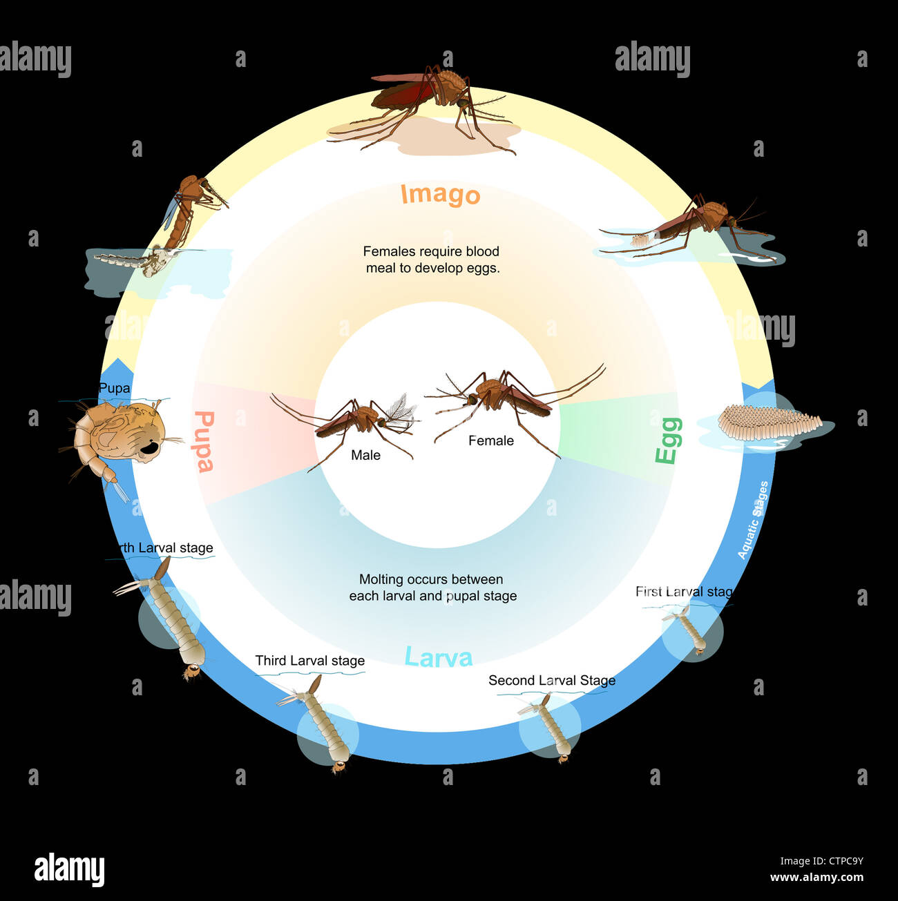 Culex mosquito life cycle Stock Photo