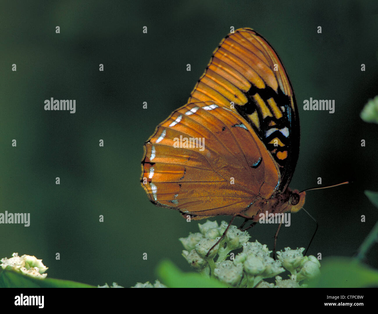 Diana Fritillary Butterfly on Wild Quinine Stock Photo